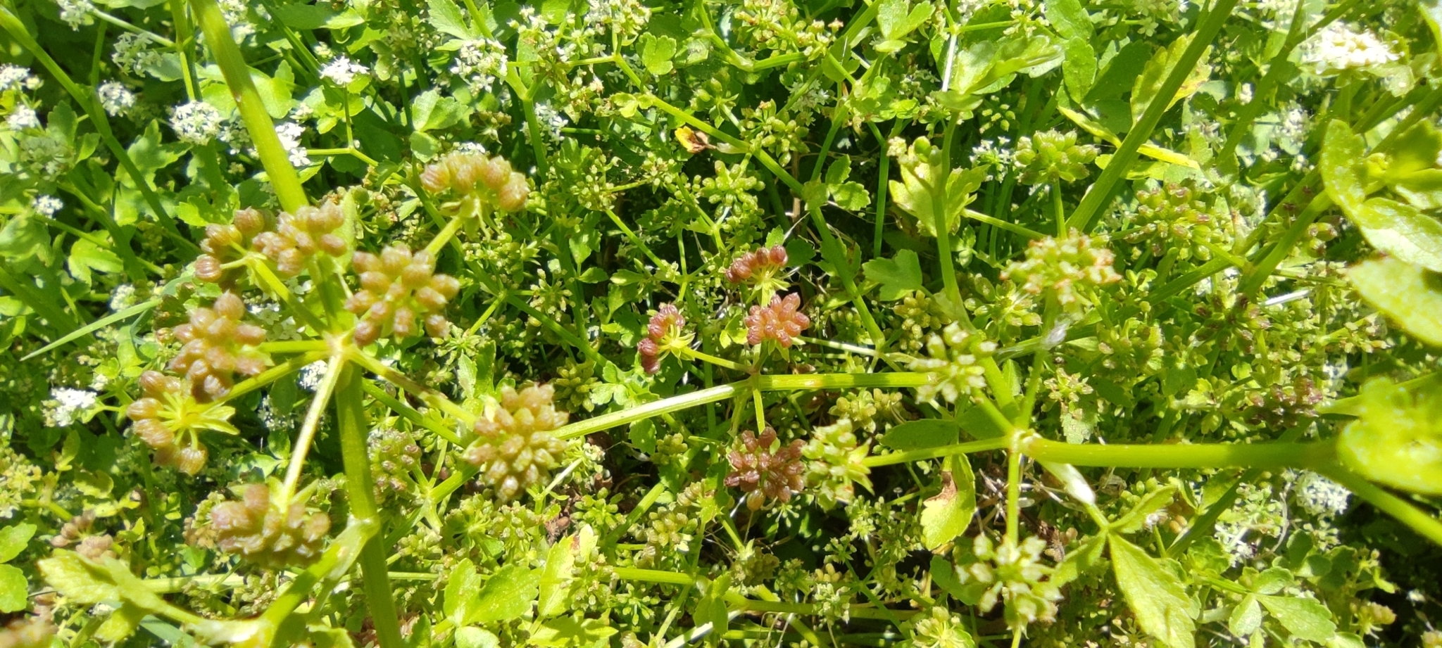 Apium nodiflorum