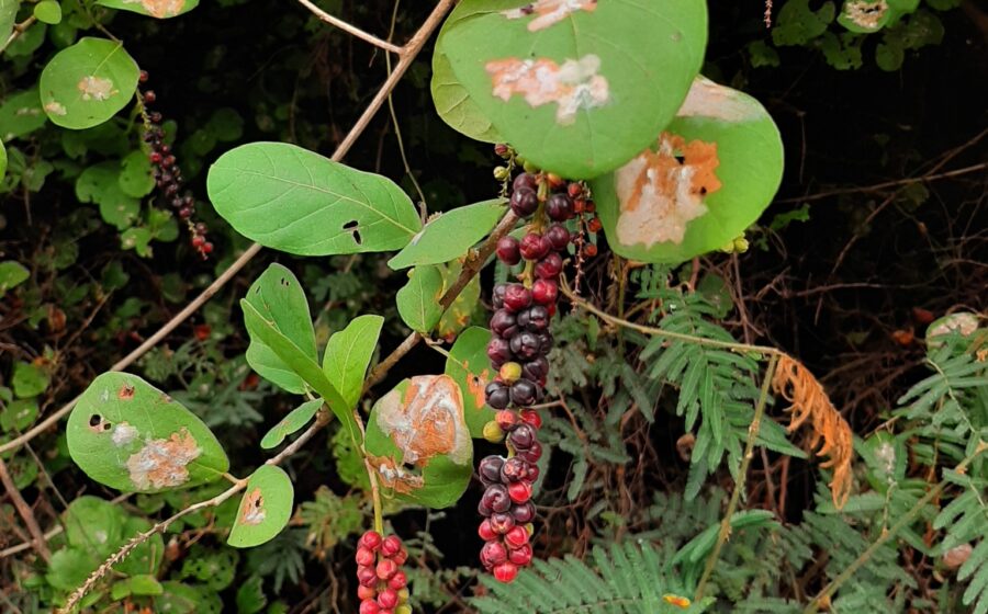 Coccoloba ruiziana
