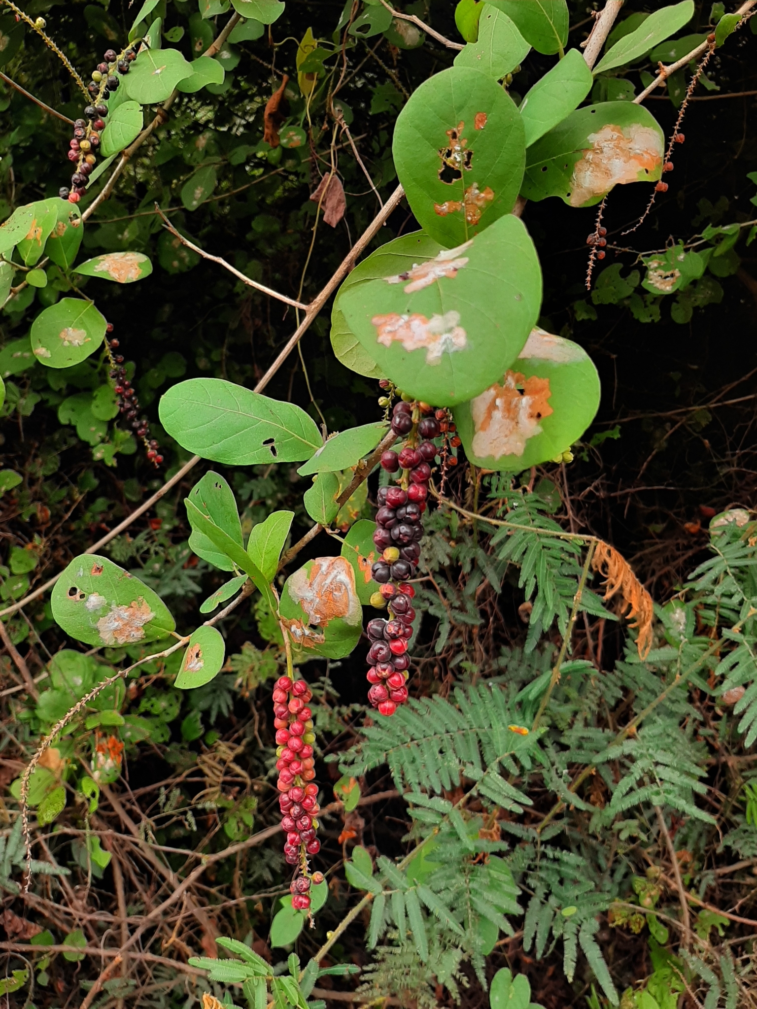 Coccoloba ruiziana