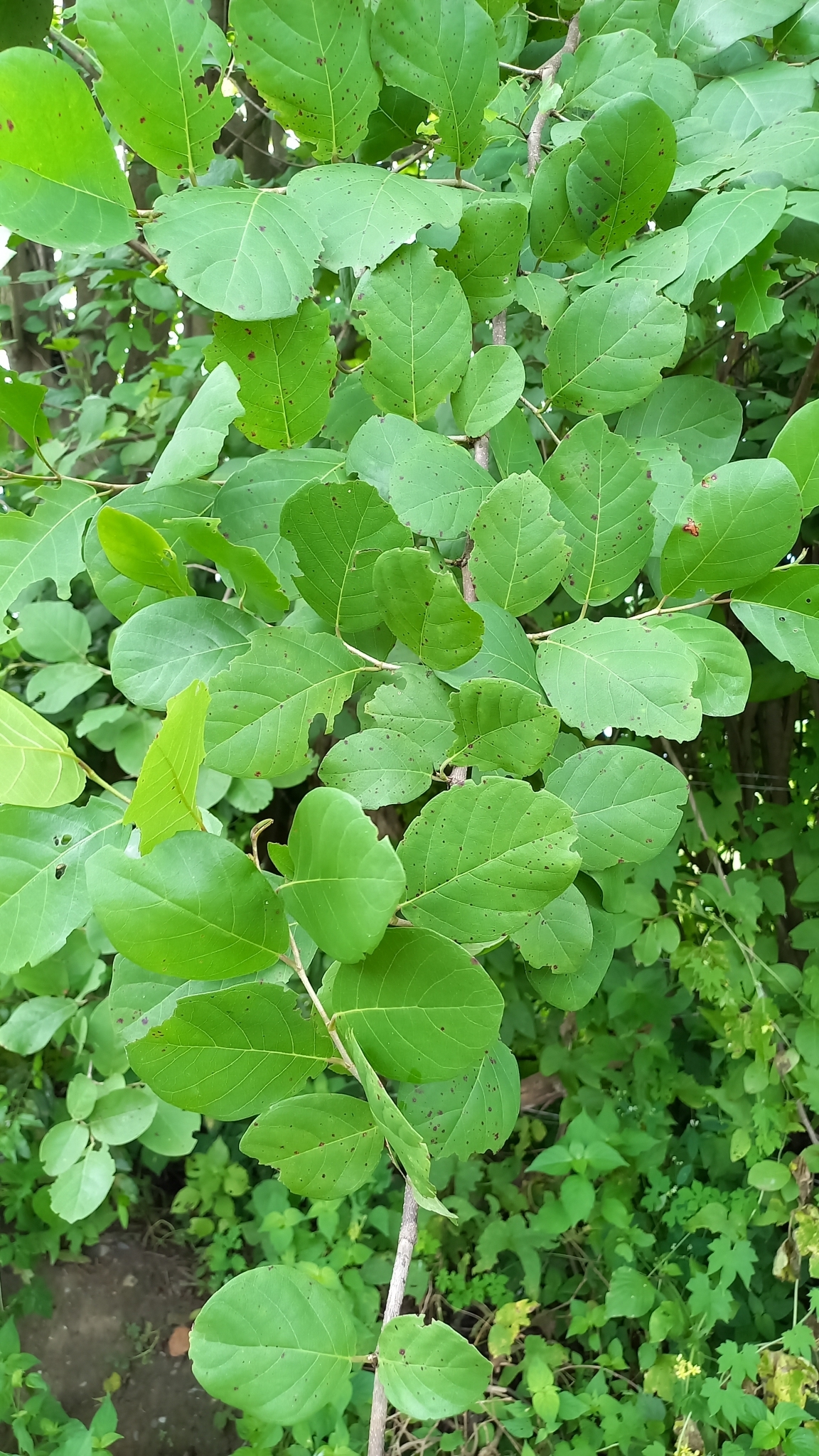 Coccoloba ruiziana