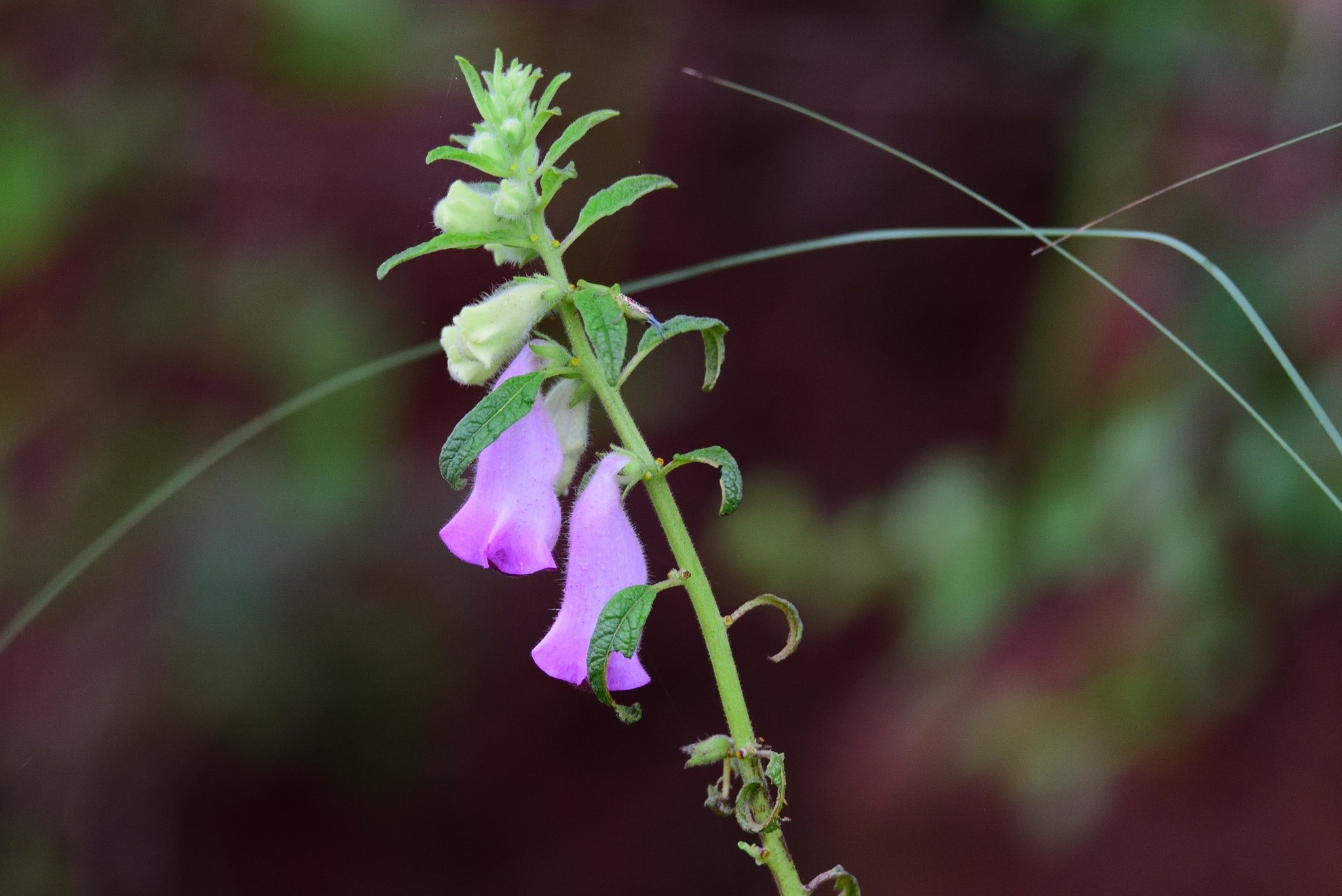 Sesamum indicum malabaricum